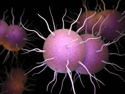 Neisseria gonorrhoeae bacteria