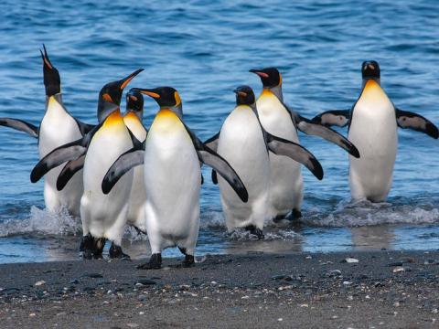 king penguins