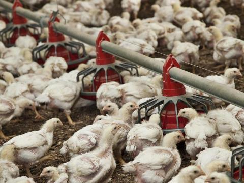 Large chicken flock