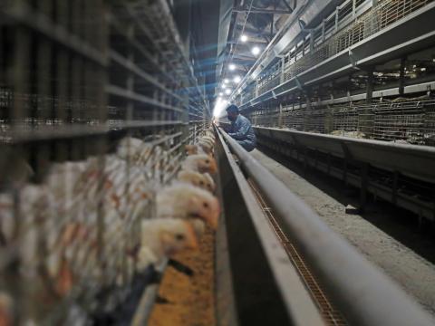 layer farm worker