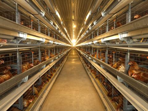 layer farm