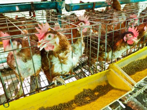 layer hens in cages