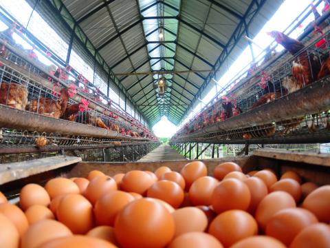 layers and eggs