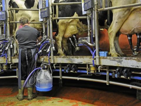 milking at a dairy