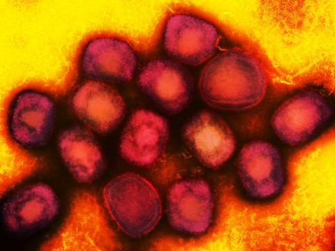 mpox maroon gold
