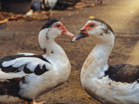 muscovy ducks