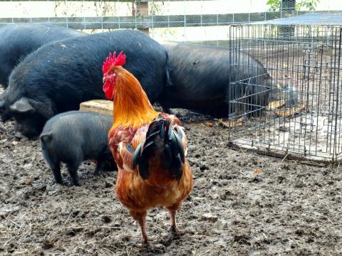 pigs and chicken