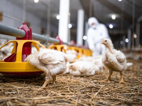 poultry culler