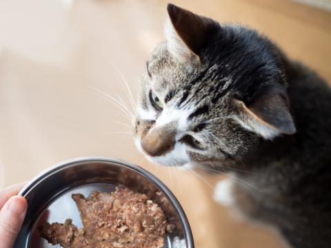 raw food and cat