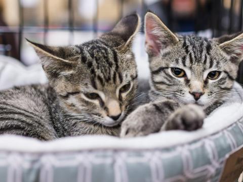 shelter cats
