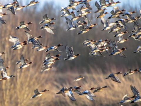 waterfowl in winter