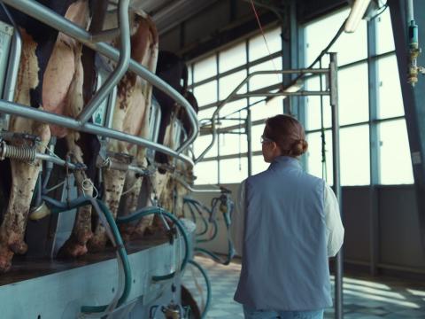 woman in milking parlor