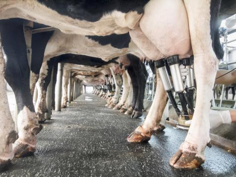 milking dairy cows