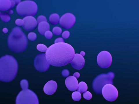Candida auris