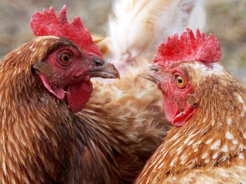 Two hens