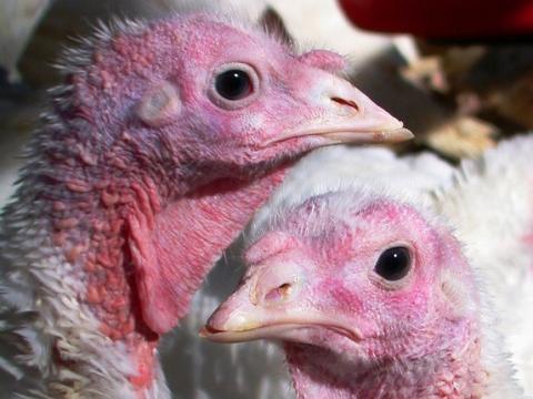 Two turkeys