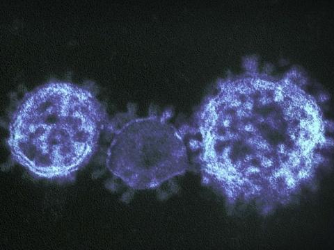Three SARS-CoV-2 viruses