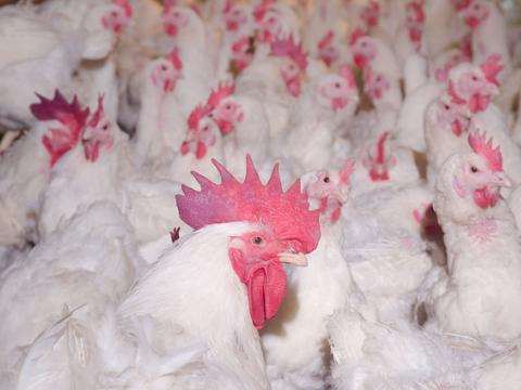 Perdue eliminates animal-only antibiotics from chicken production.