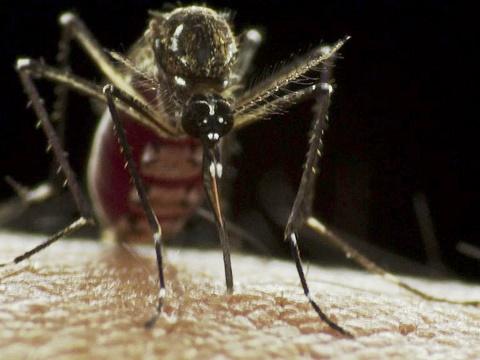 Aedes aegypti