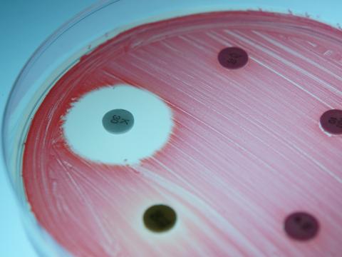 Antibiotic susceptibility test