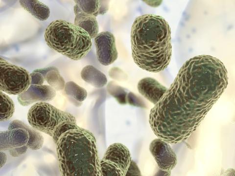Acinetobacter baumannii bacteria
