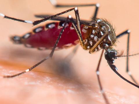 Aedes aegypti mosquito