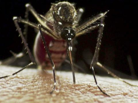 Aedes aegypti mosquito