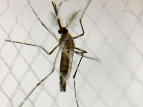 Aedes aegypti
