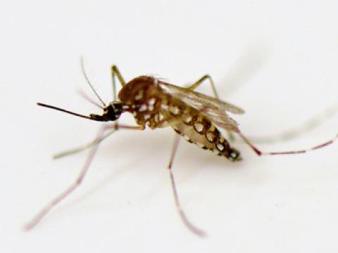 Aedes aegypti