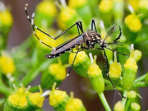 Aedes aegypti mosquito