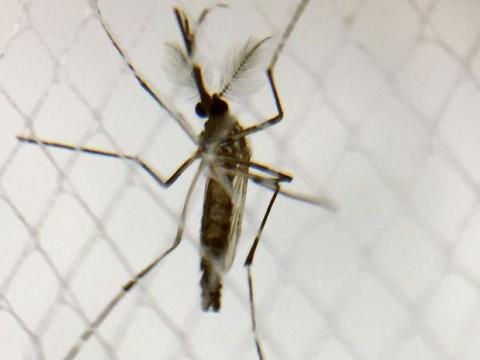 Aedes aegypti mosquito