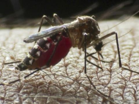 Aedes aegypti mosquito