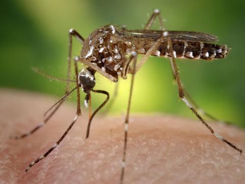 Aedes aegypti mosquito