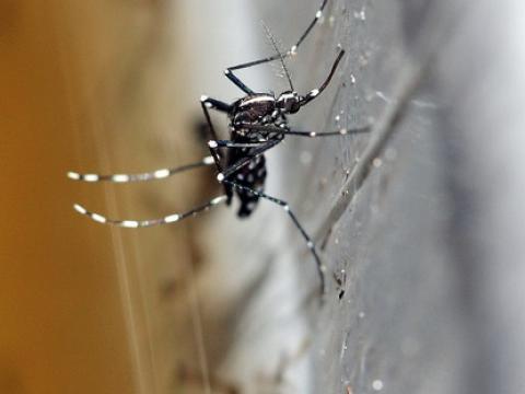 Aedes albopictus
