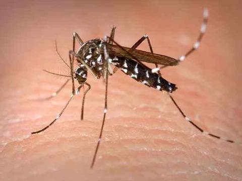 Aedes albopictus