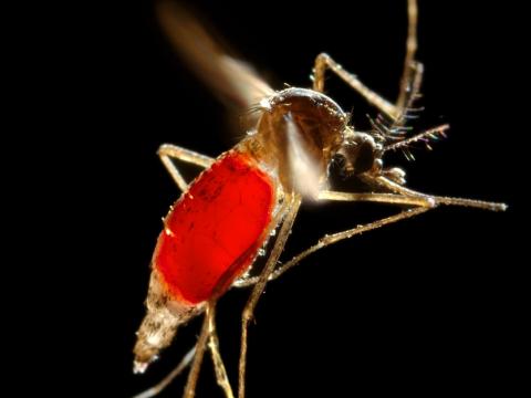 Aedes mosquito