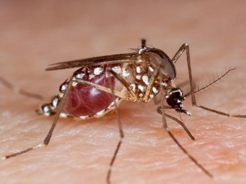 Aedes mosquito