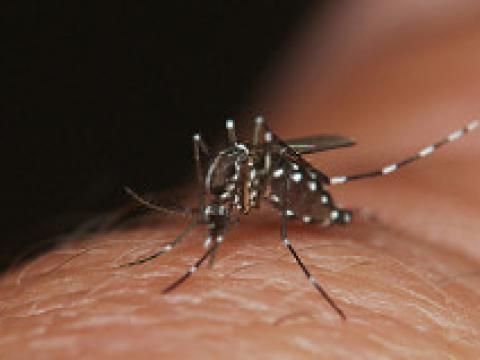 Aedes albopictus