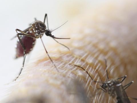 Aedes mosquito