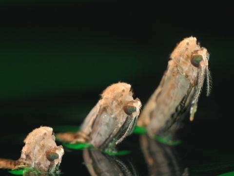 Anopheles mosquito emerging from water