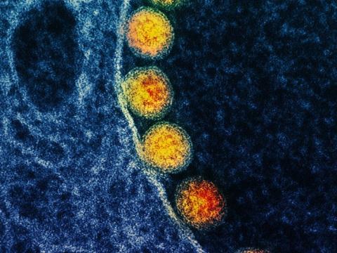 Arc of SARS-CoV-2 viruses