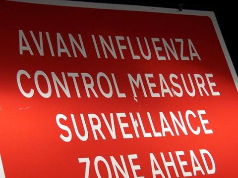 Avian flu sign