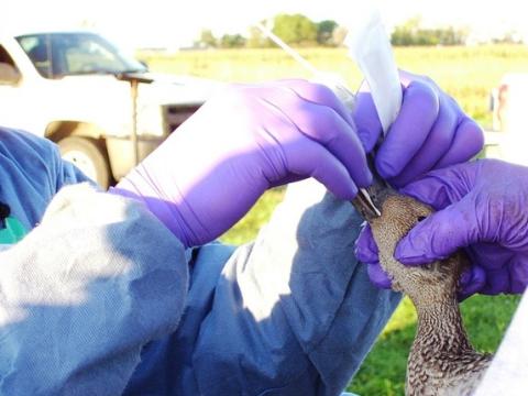 Swabbing a duck for avian flu