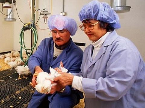 Avian vaccnie research