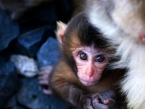 Baby macaque