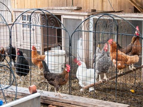 Backyard chicken coop
