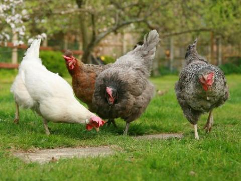 Backyard chicken flock