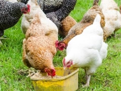 Backyard chickens