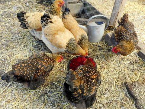 Backyard chickens feeding