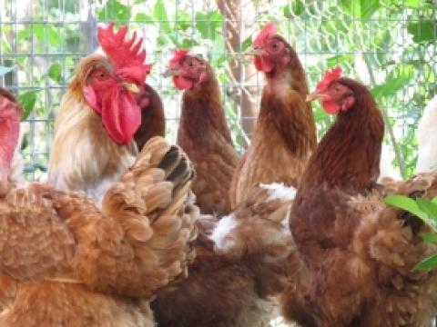 Backyard chickens